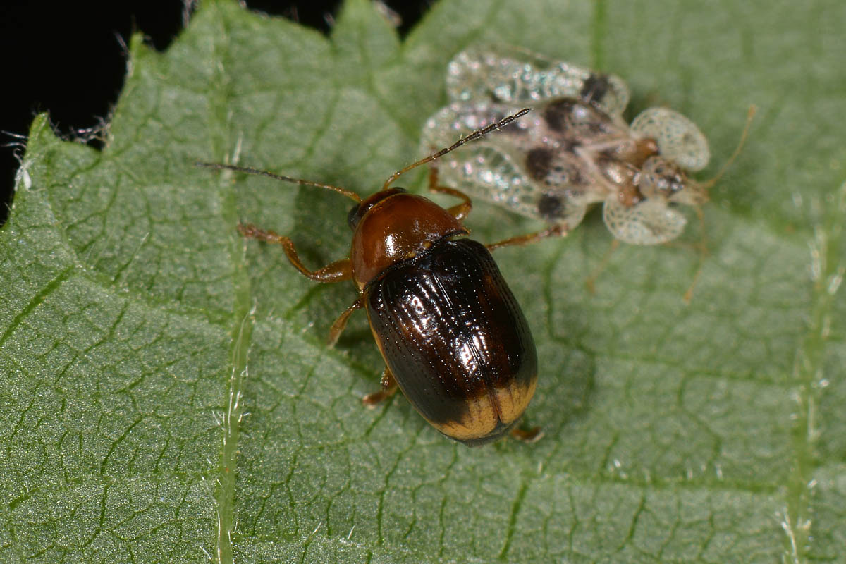 Cryptocephalus pusillus? S.